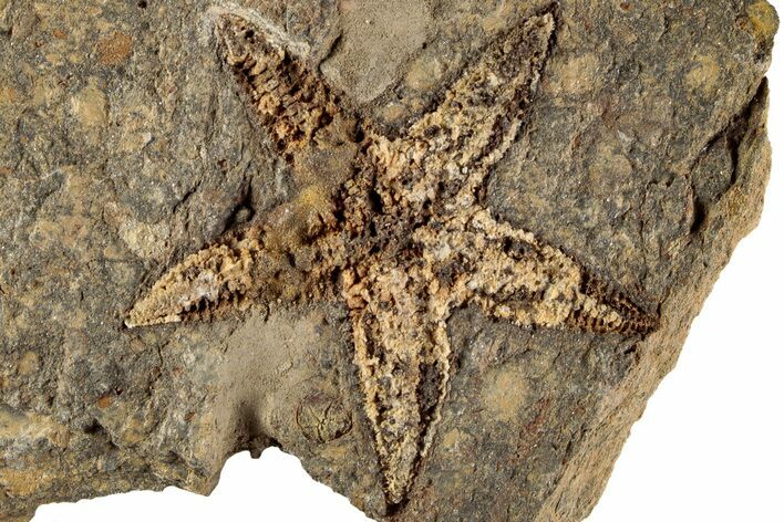 2.1" Ordovician Starfish (Petraster?) Fossil - Morocco